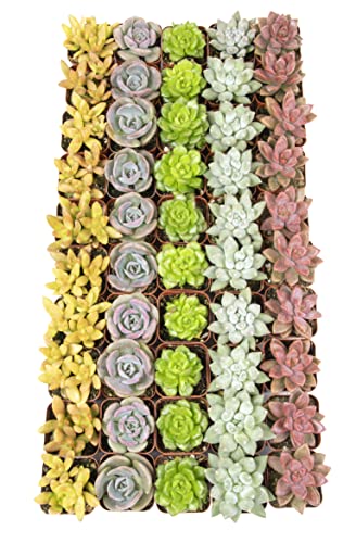 Succulents Plants Live (12PK) Potted Succulent Plants Live House Plants, Cactus Plants Live Plants Indoor Plants Live Houseplants, Indoor Plant Succulents Live Plant House Plant by Plants for Pets