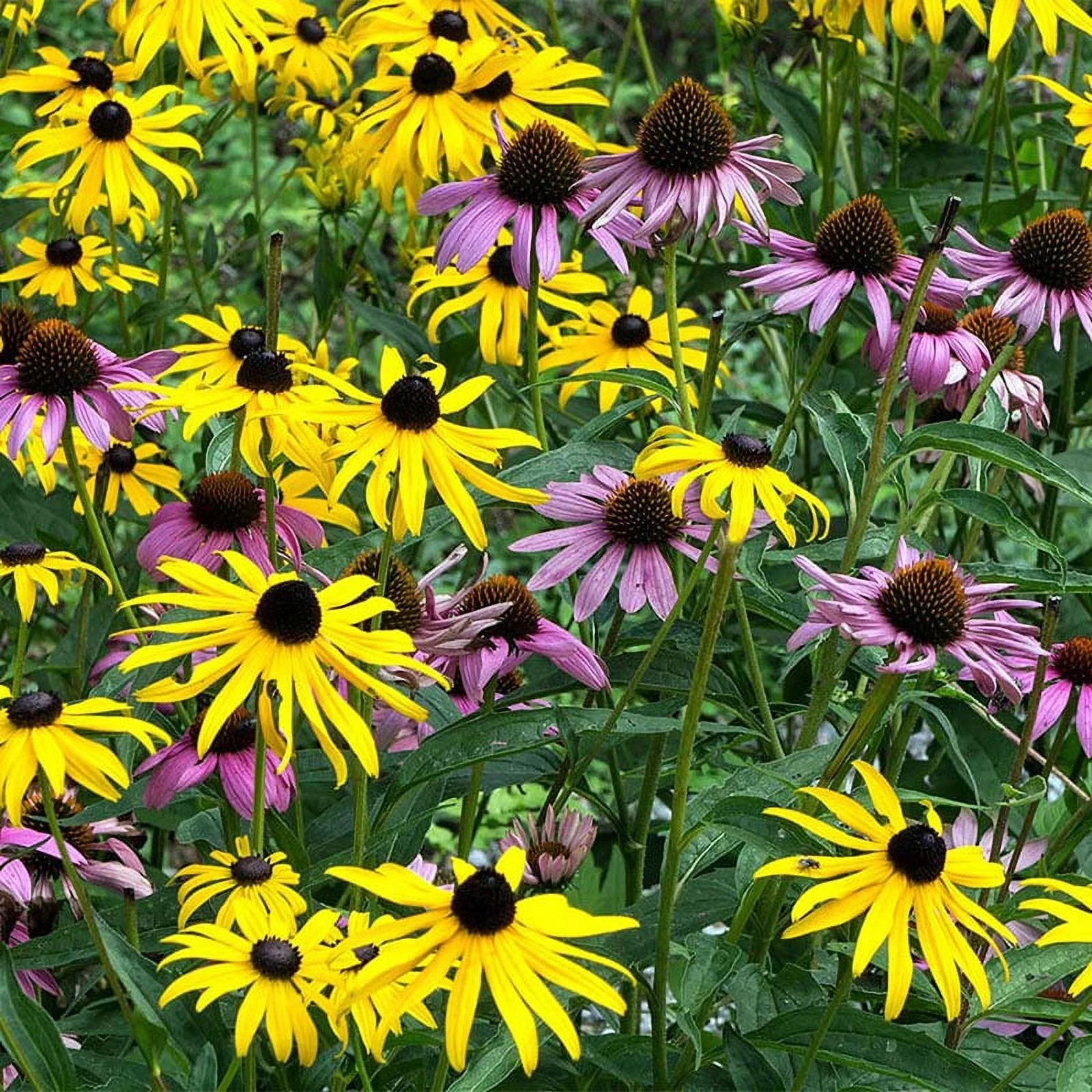 Eden Brothers Dynamic Duo Flower Mixed Seeds for Planting, 1/4 lb, 120,000+ Seeds with Purple Coneflower, Black Eyed Susan | Attracts Pollinators, Plant in Spring or Fall, Zones 3, 4, 5, 6, 7, 8, 9