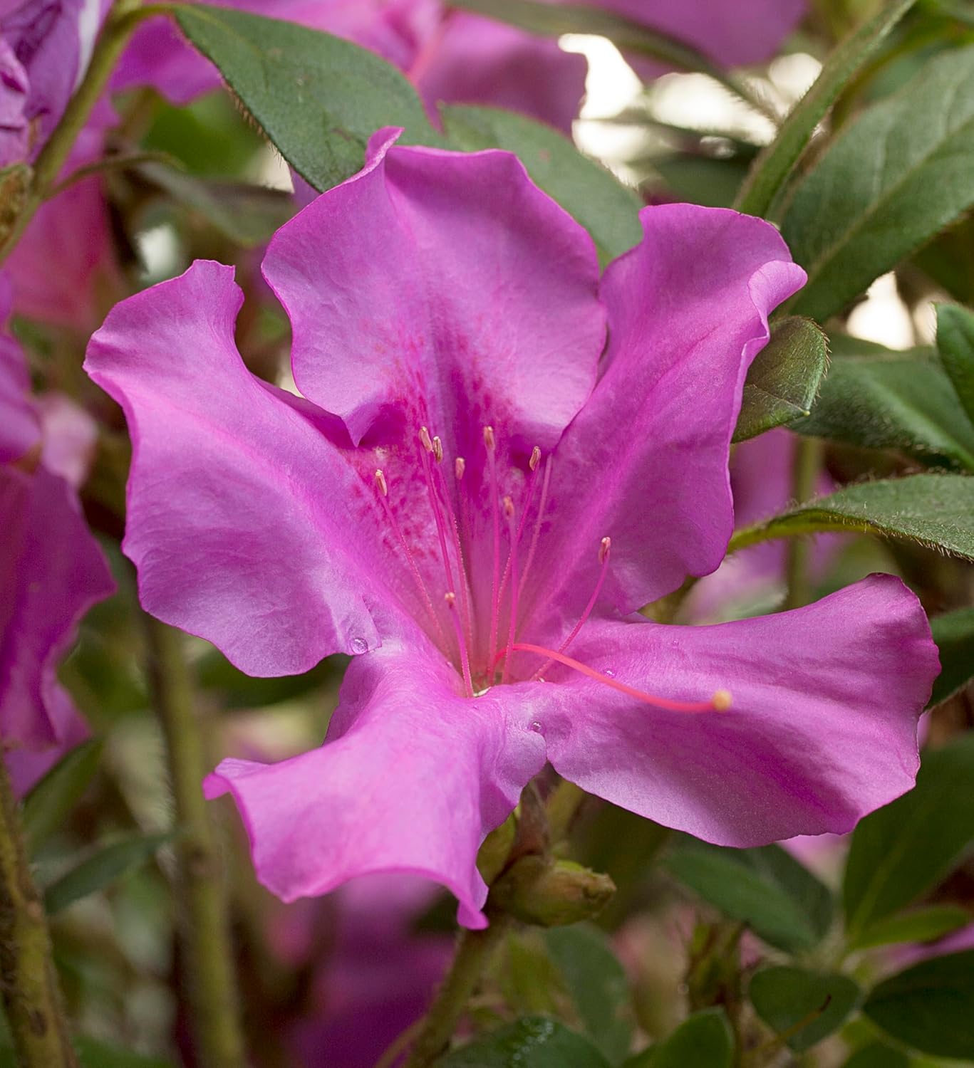 Encore Azalea Autumn Royalty Azalea 2 Gal, Purple Blooms