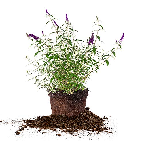 PERFECT PLANTS Nanho Butterfly Shrub 1 Gallon | Live Bush for Outdoor Planting | Attracting Pollinators Like Butterflies, Bees, and Hummingbirds | Gorgeous Purple Flowers in Spring