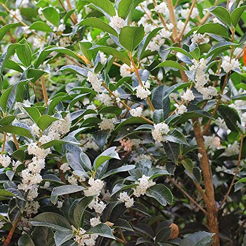 Fragrant Tea Olive Shrub | 2 Extra Large 3 Gallon Plants | Osmanthus Fragrans Blooming Specimen