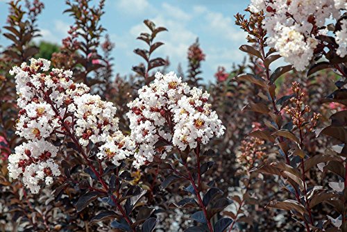 Black Diamond® Pure White™ Crape Myrtle, Live Plant, Includes Special Blend Fertilizer & Planting Guide