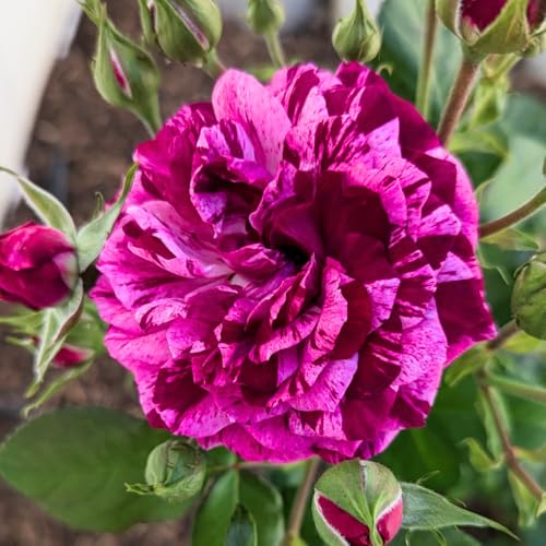 Climbing Roses Live Plants, Rose Bushes Ready to Planting, No Pot, Cut Back, Well Rooted, 6-8 Months Old (Deep Purple Lavender Striped)