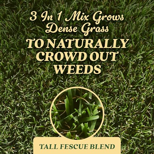 O.M. Scott and Sons Tall Fescue Blend Grass Seed, Fertilizer and Soil Improver, Naturally Crowds Out Weeds, Covers Up to 2,000 sq. ft., 8 lbs.