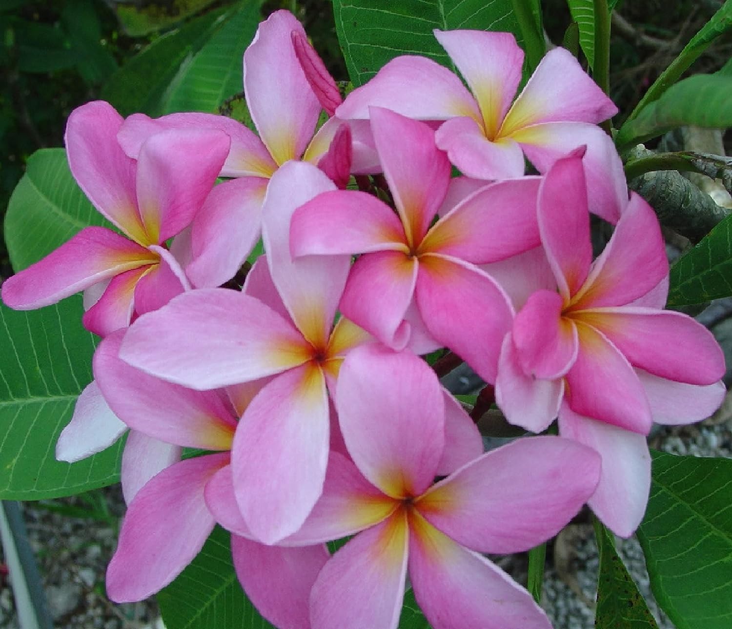 Hawaiian Rare Plumeria Frangipani Plant Planta Cuttings Red, White, Yellow, Pink - 10 Inch - Discount Hawaiian Gifts LQ4 (Pink)