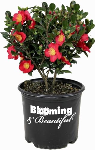 Blooming & Beautiful - Cleopatra Camellia - 3 Gal - Evergreen Shrub - Rose-Pink Semi-double Flower - Fall Blooming - Zones 7-9 - Camellia Sasanqua 'Cleopatra' - 3 Gallon Pot