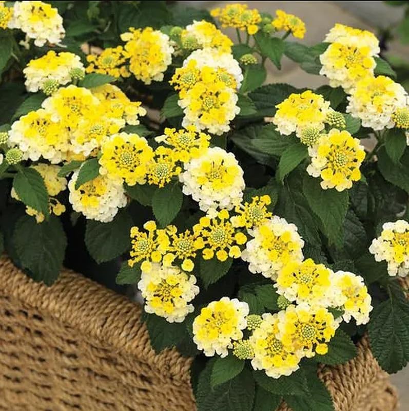 Lantana Live Plant for Planting Outdoors, Set 2 Live Lantana Plants, 4 to 7 Inch Tall, 4 Inch Pot, Lantana Perennial Plants, Ready to Plant, Multicolor