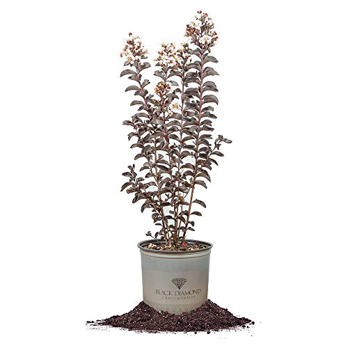 Black Diamond® Pure White™ Crape Myrtle, Live Plant, Includes Special Blend Fertilizer & Planting Guide