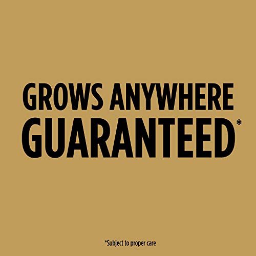 Scotts EZ Seed Patch & Repair Tall Fescue Lawns - 10 lb., Combination Mulch, Seed, and Fertilizer Mix with Tackifier, Repairs Bare Spots, Covers up to 225 sq. ft.