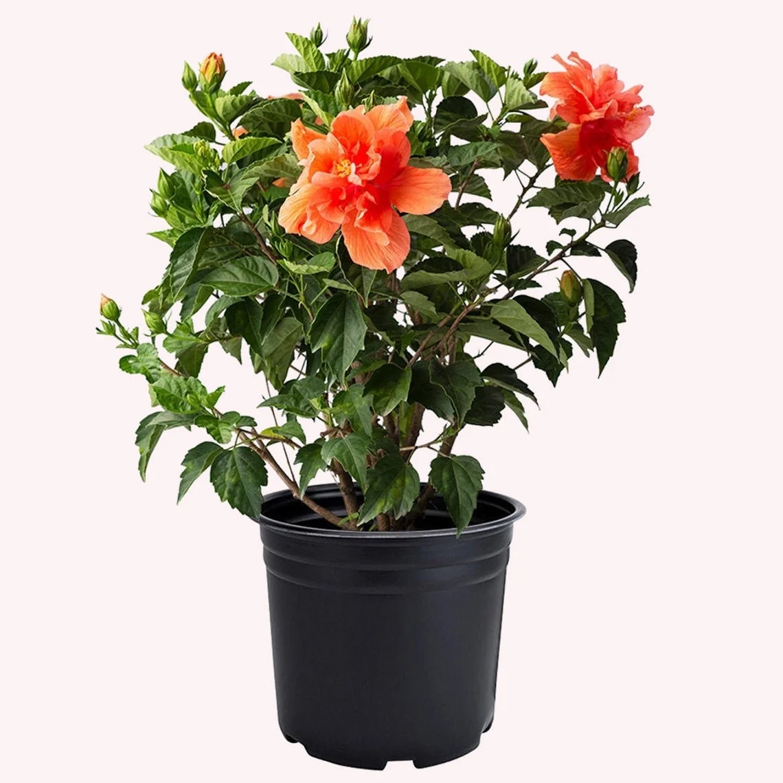 American Plant Exchange Hibiscus Double Peach Bloom, Large Tropical Live Plant, 10-Inch Pot, Landscape & Houseplant W/ Direct Light