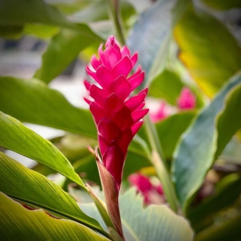 2 Curcuma Turmeric Ginger Plants Live for Planting Your Garden 4 to 8 Inch Tall, Turmeric Plants Live to Grow