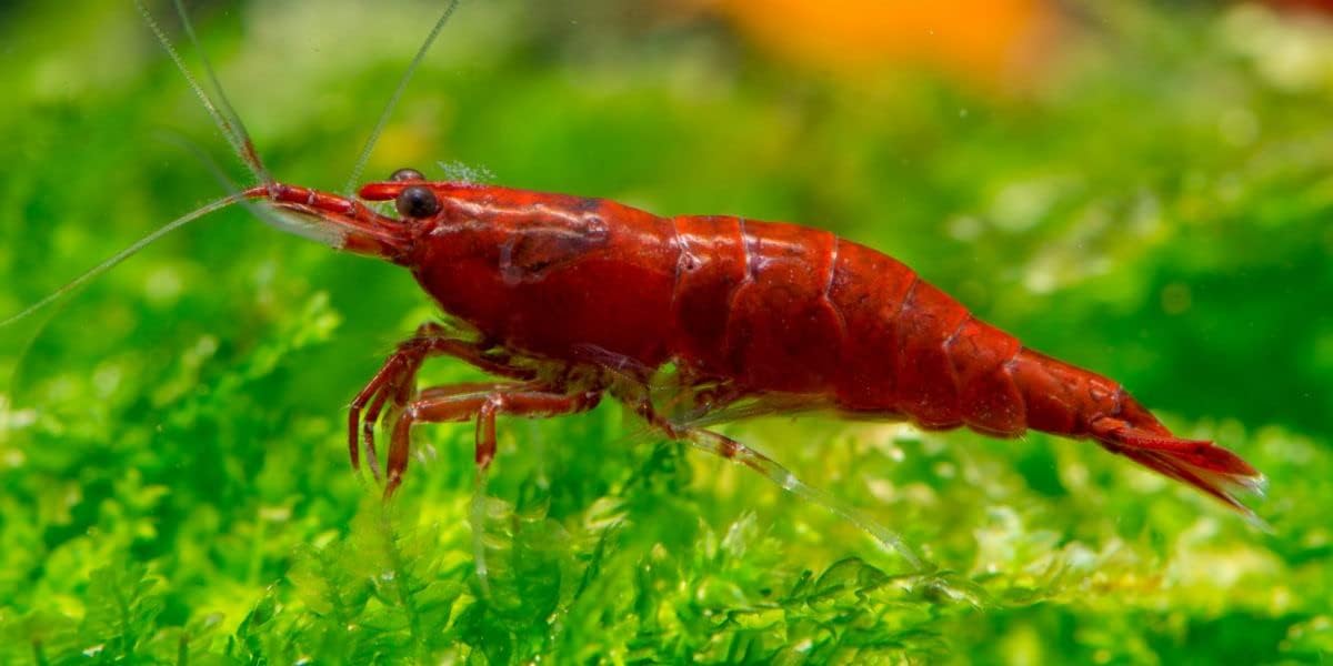 10 Red Cherry Shrimp HIGH Grade Neocaridina Freshwater Aquarium Shrimps 1/4 to 1/2 inch Long Live Arrival Guarantee