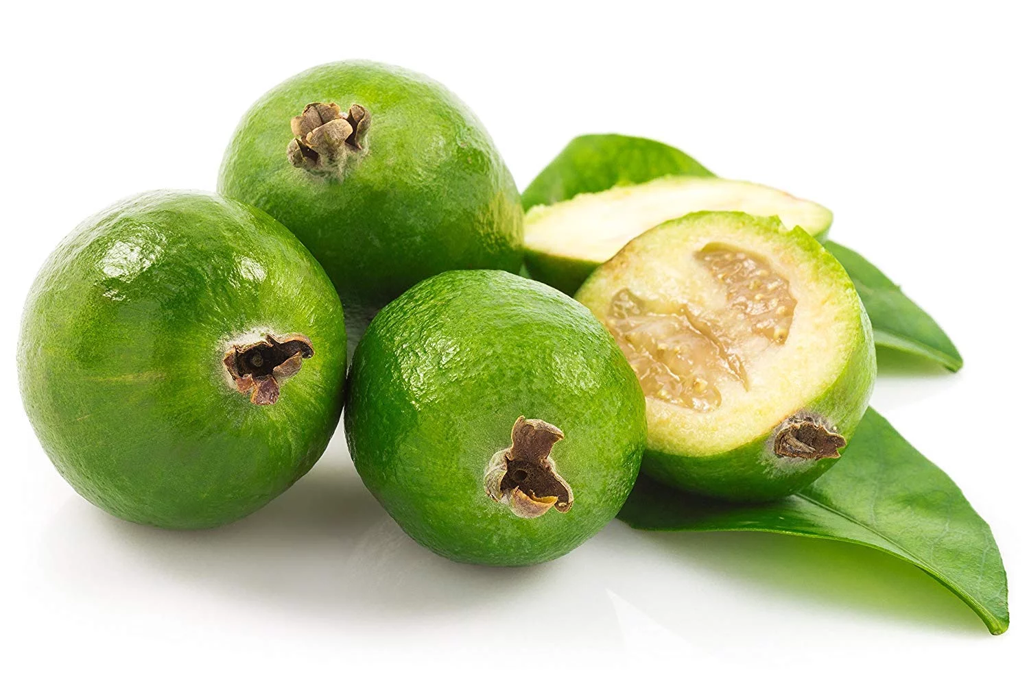 Pineapple Guava (Feijoa) - Acca sellowiana - Live Plant