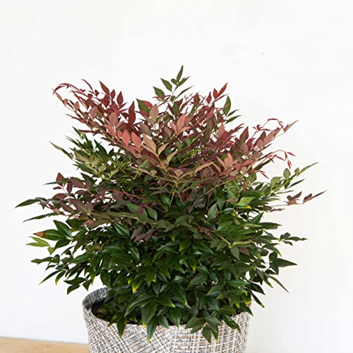 Obsession Nandina (1.5 Gallon) Multicolor Evergreen Shrub with Brilliant Red New Foliage - Part Sun Live Outdoor Plant