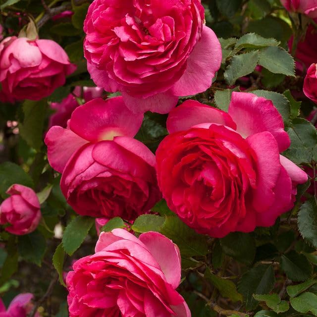 Heirloom Roses Climbing Rose - Pretty in Pink Eden Climber®, Rose Bushes Ready to Plant