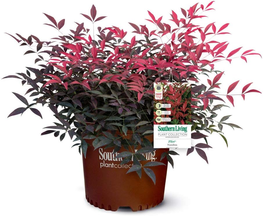 National Plant Network Nandina Southern Flirt' -1 Piece Live Plant, Green-Red-Orange-Gold Foliage