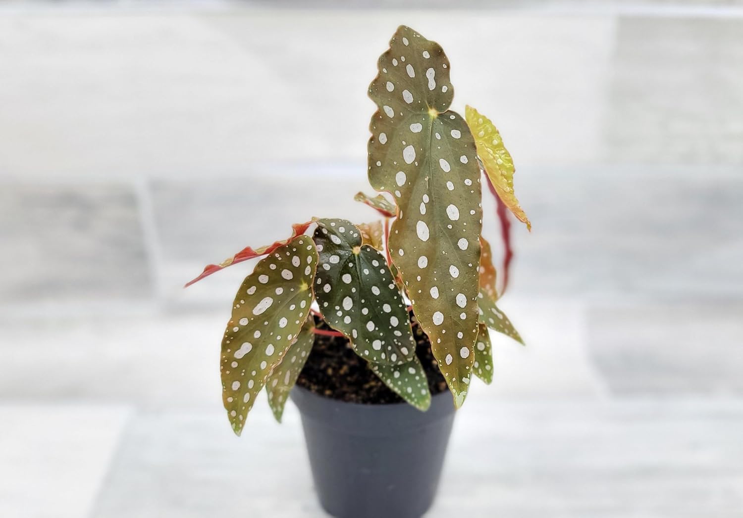 Begonia Maculata Angelwing in 4 inchnursery Plant Pot Live Rare Exotic Tropical Indoor House Plants Easy to Grow Housewarming Gift Decoration Gift for Home or Office by 3exoticgreen