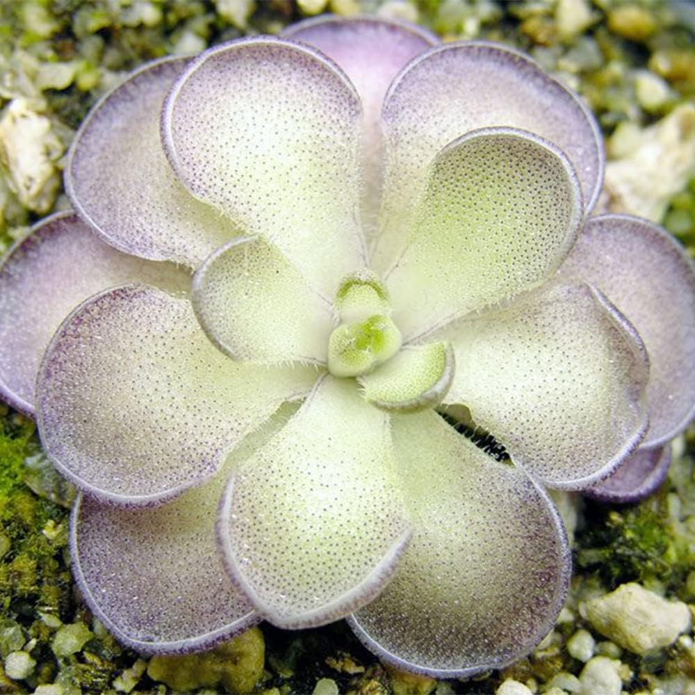 QAUZUY GARDEN 25 Rare Butterwort Plant Seeds Pings Pinguicula, Mexican Butterwort Carnivorous Plant Seeds - Exotic Succulent Plant for Patios Counters Succulent Baskets