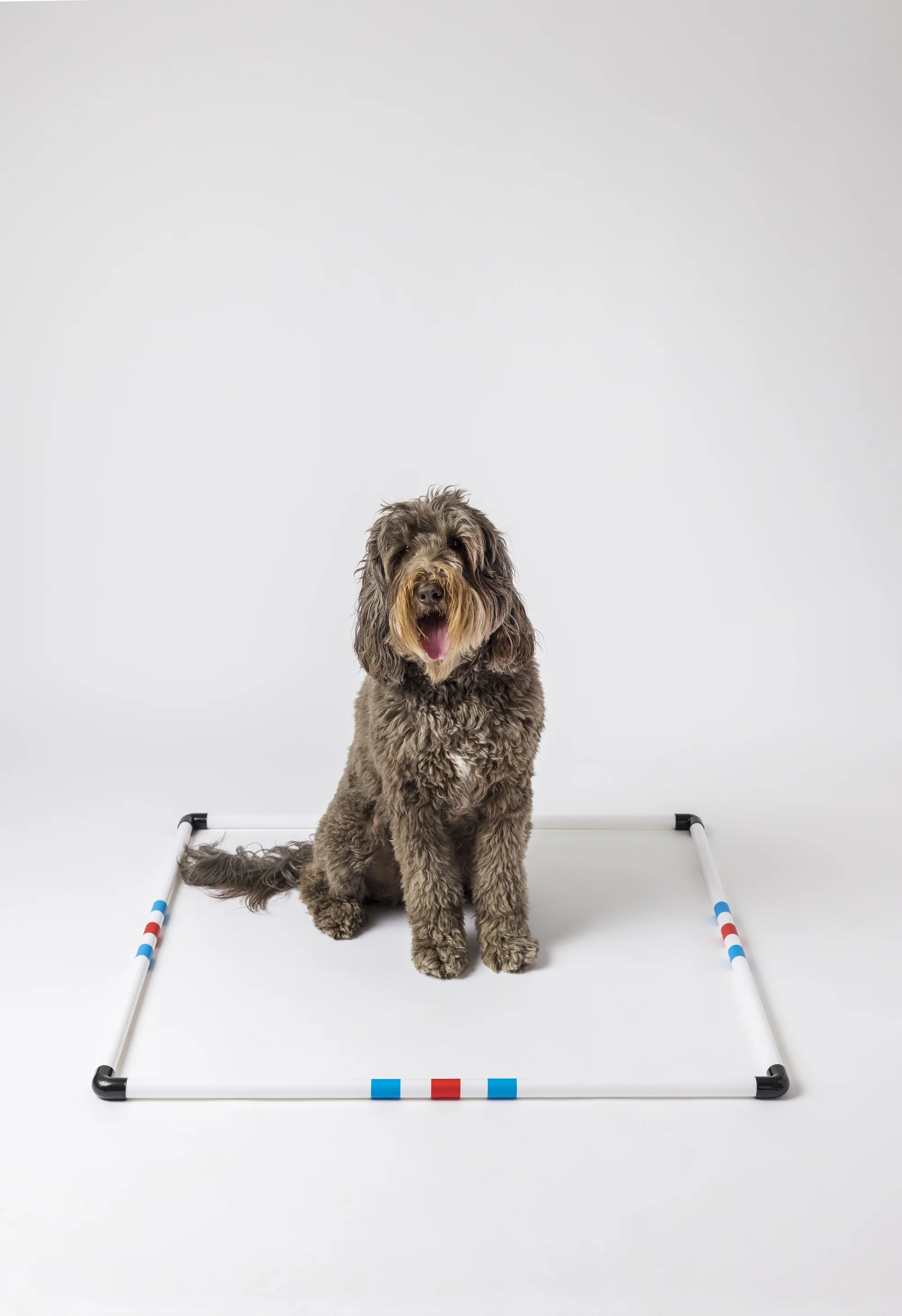 Midlee Dog Agility Pause Box