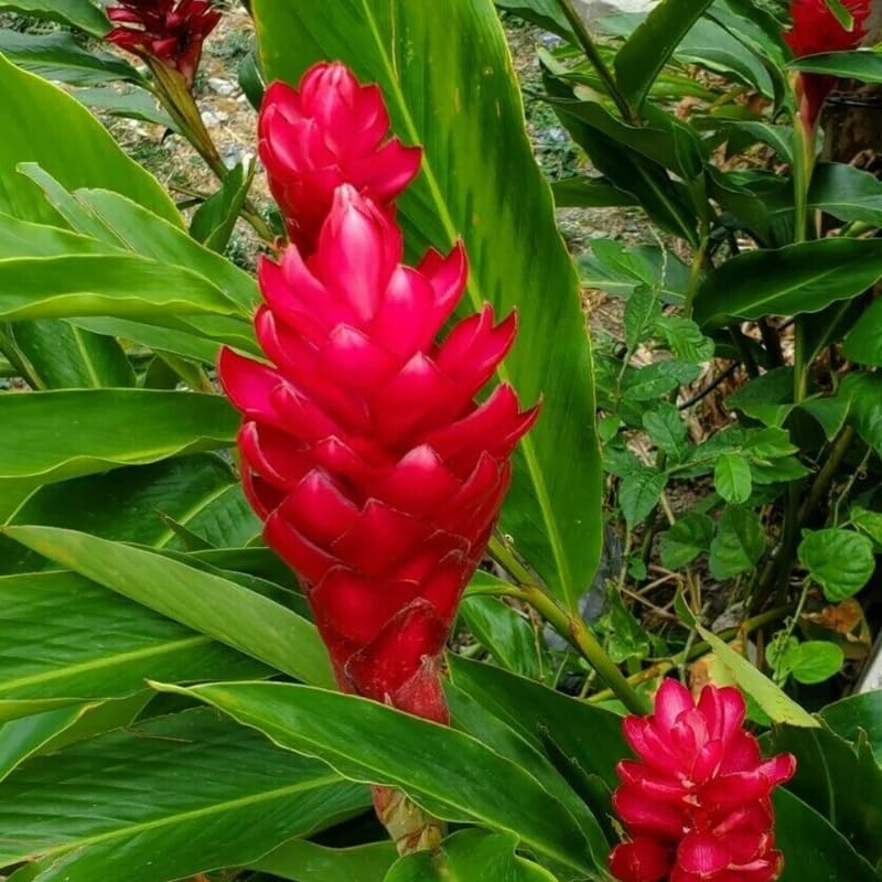 2 Curcuma Turmeric Ginger Plants Live for Planting Your Garden 4 to 8 Inch Tall, Turmeric Plants Live to Grow