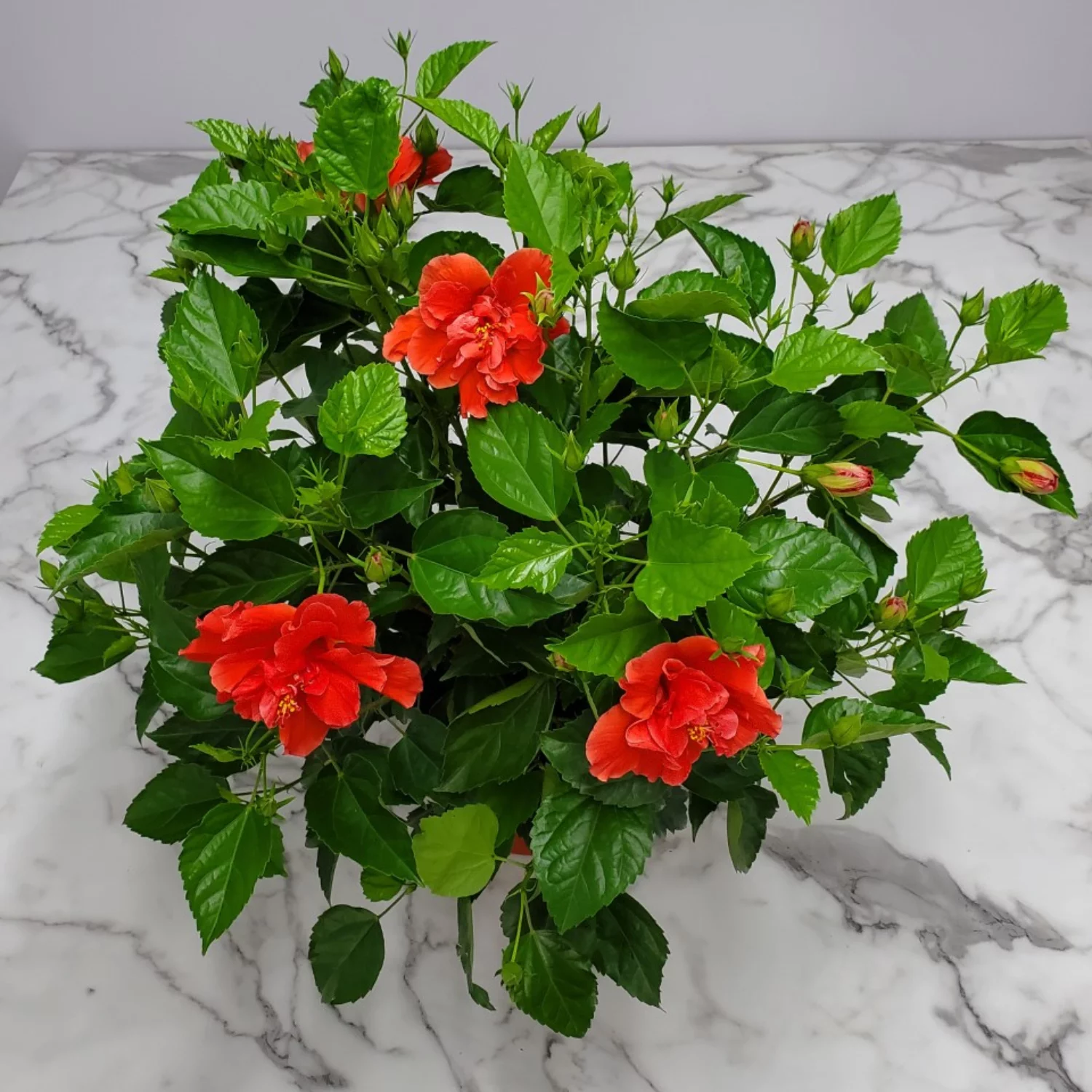 Tropical Plants of Florida 24