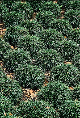 Dwarf Mondo Grass - 10 Live Plants - Shade Loving Evergreen Ground Cover Ophiopogon Japonicus Nanus