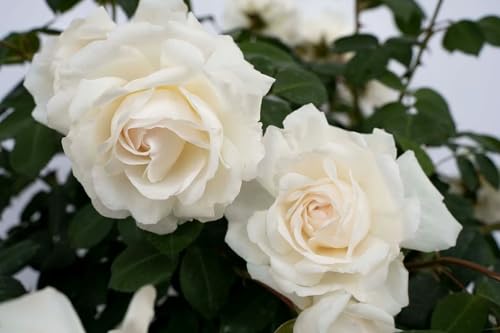 Cloud 10™ White Climbing Rose - Live Plant - (1 QT)