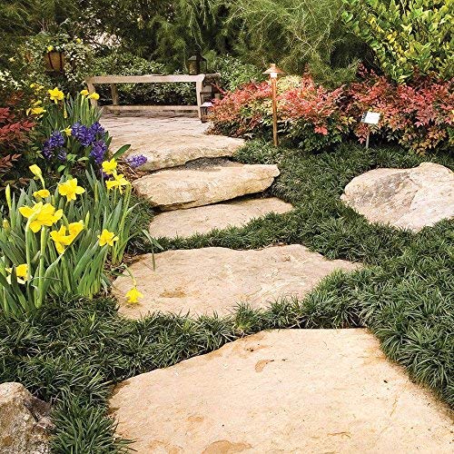 Dwarf Mondo Grass - 10 Live Plants - Shade Loving Evergreen Ground Cover Ophiopogon Japonicus Nanus