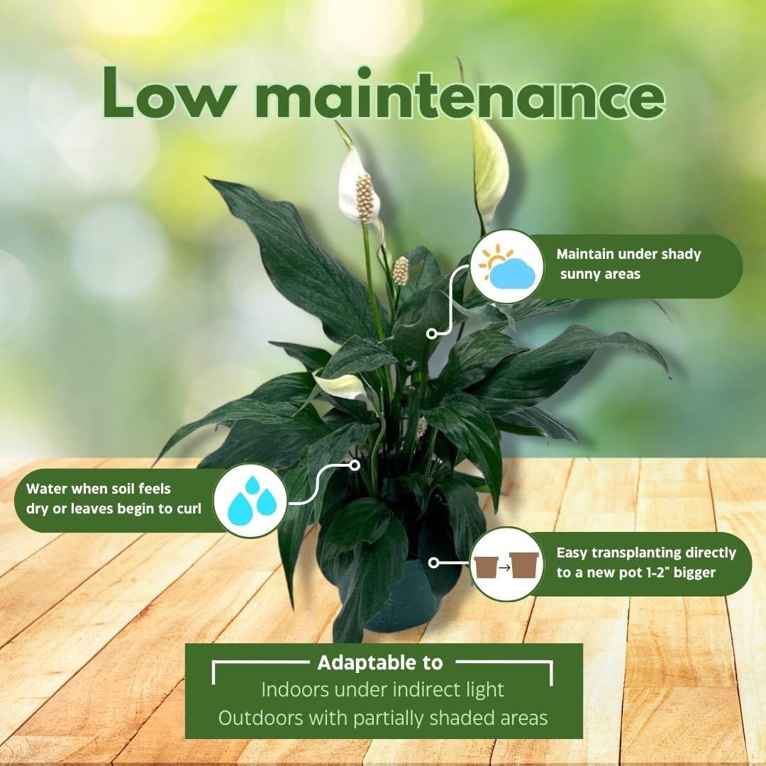 BubbleBlooms Peace Lily in a 4 inch Pot Spathiphyllum Wallisii, White Sails, Spathe Flower