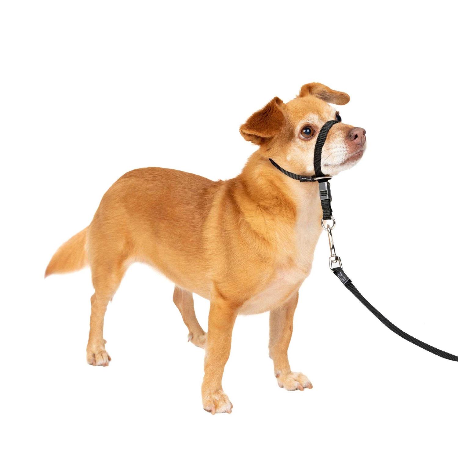 PetSafe Gentle Leader Headcollar - Pet Supplies online store