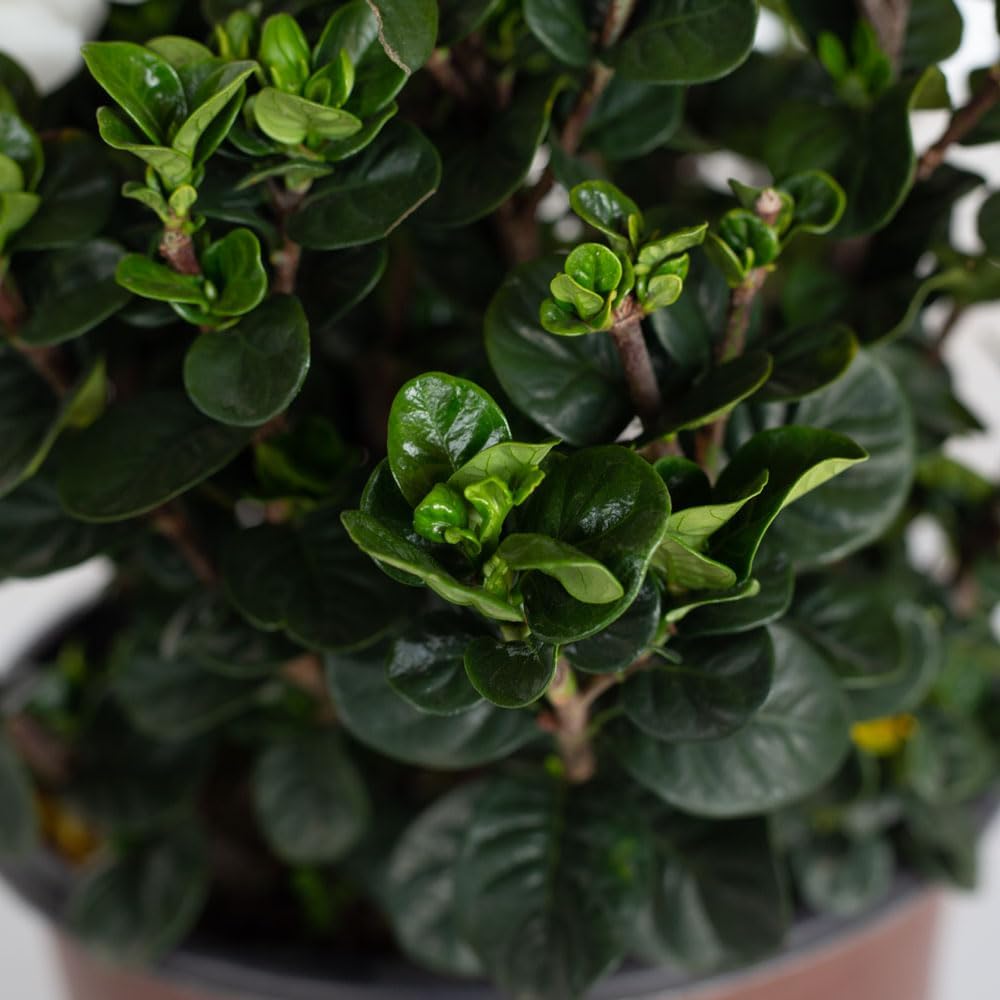 Southern Living Plant Collection 2.5 Quart - Diamond Spire Gardenia, White