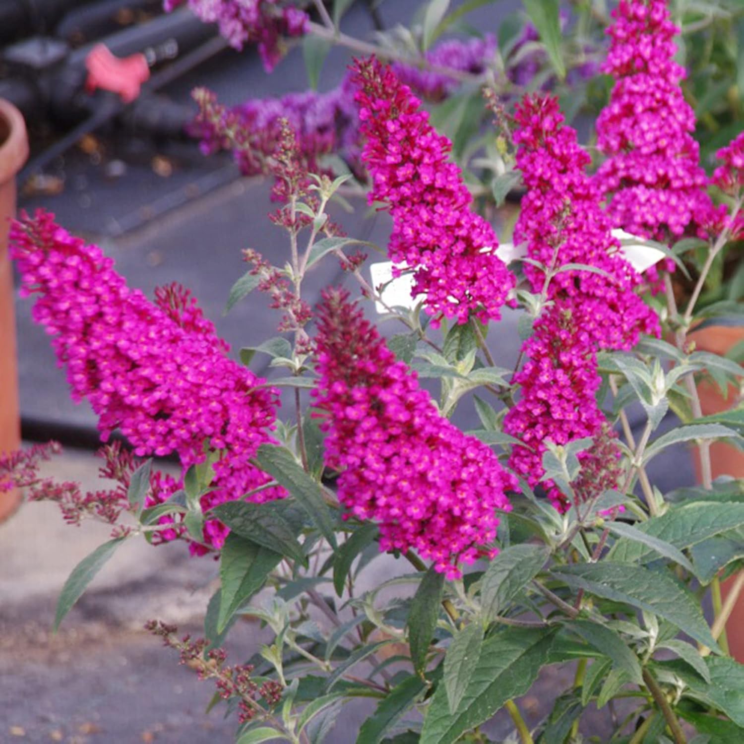 QAUZUY GARDEN 30 Premium Pink Butterfly-Bush (Buddleja Davidii) Summer Lilac Seeds Heirloom Perennial Flowering Shrub Bush Seeds Striking Garden Plant Attract Pollinators