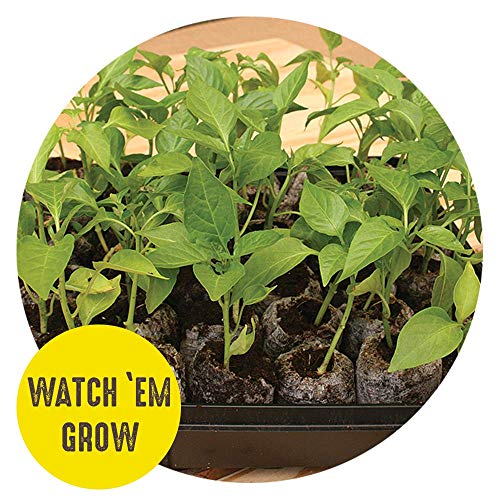 Jiffy Seed Starting Tray Kit, 72 Cell 36mm Peat Pellets with Bonus, 2 Pack, 144Pellets Total