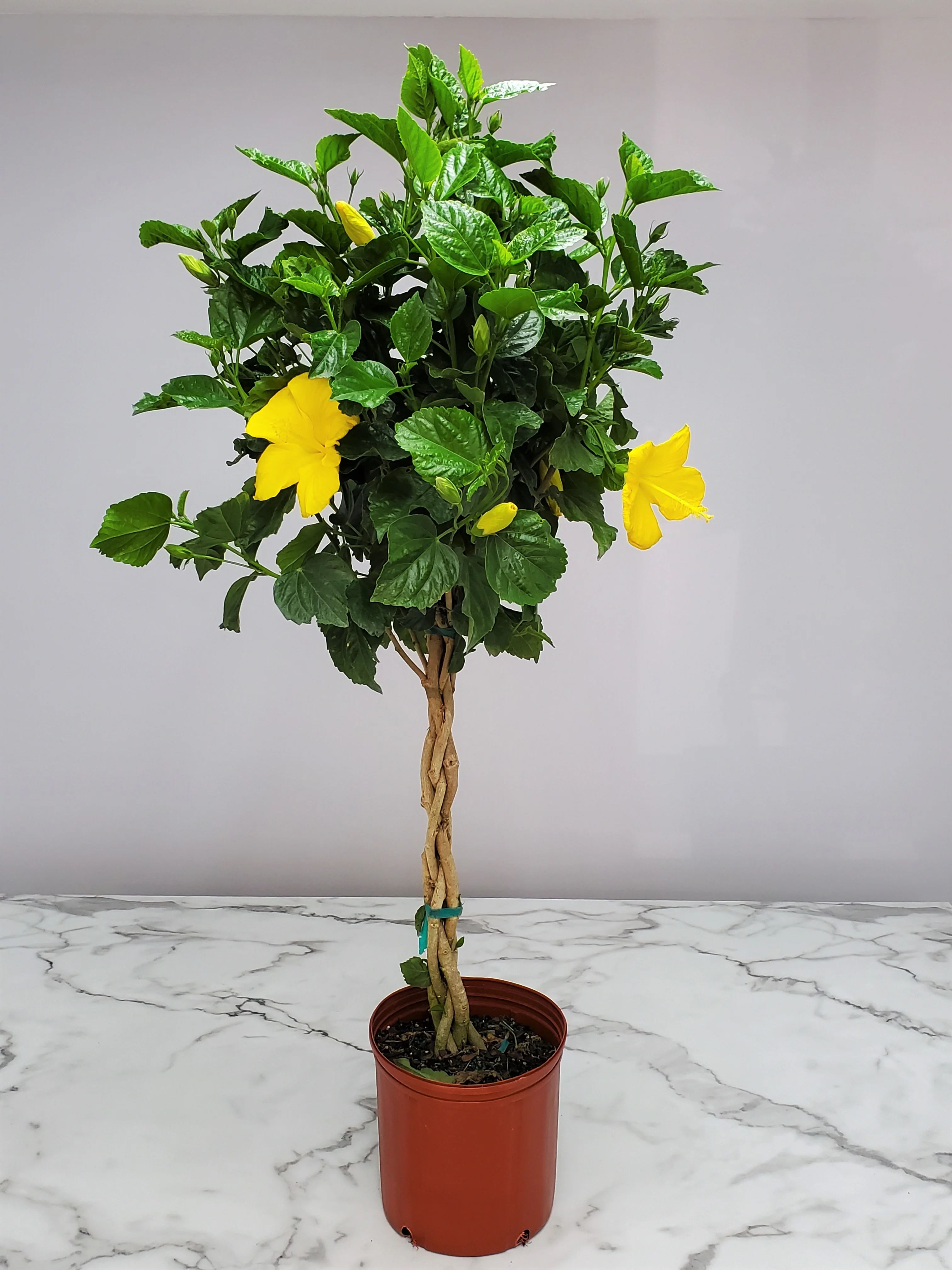 Tropical Plants of Florida 38