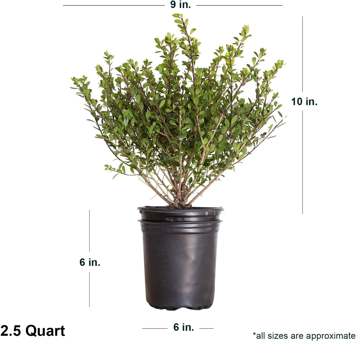 Compacta Japanese Holly Ilex (2.5 Quart) - Full Sun, Live Evergreen Landscaping Shrub