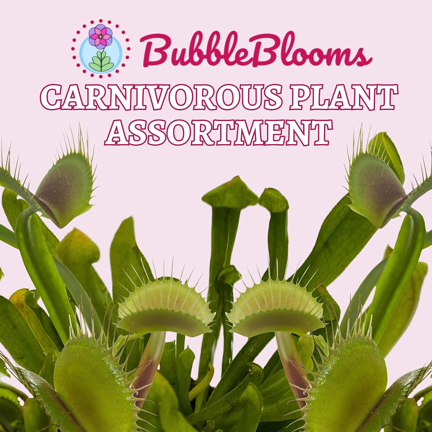 BubbleBlooms Carnivorous Plant Assortment Set, 5 Live Different Plants in 2 inch Pots