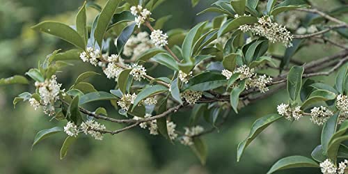 Fragrant Tea Olive Shrub | 2 Extra Large 3 Gallon Plants | Osmanthus Fragrans Blooming Specimen