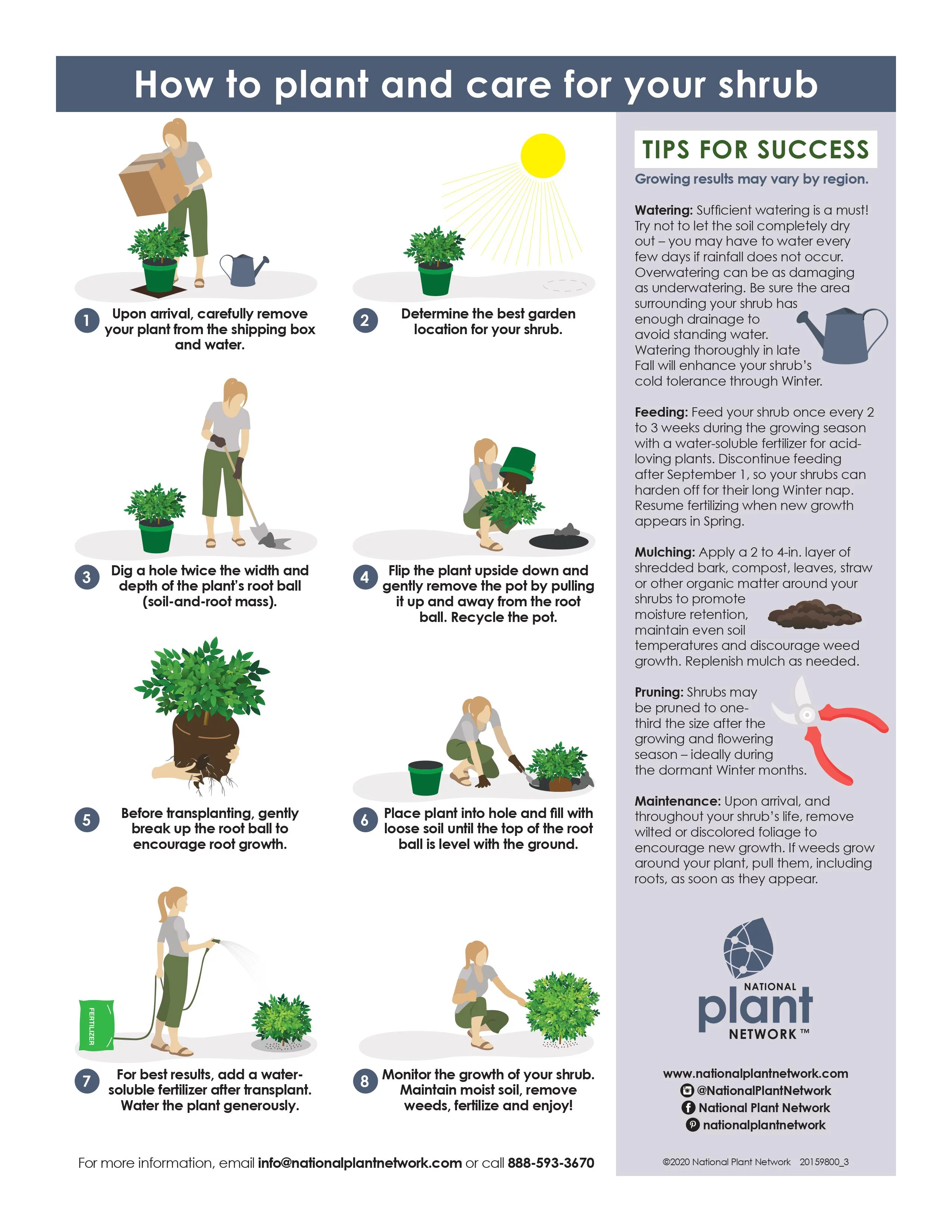 1G Hibiscus Bluebird in Grower Container -1 Piece