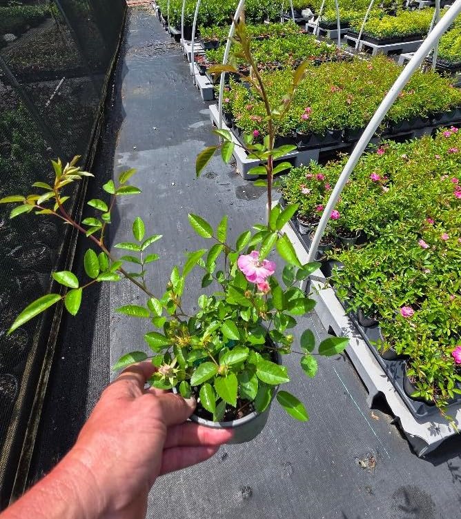 Peggy Martin Climbing Rose - Live Plant - (1 QT)