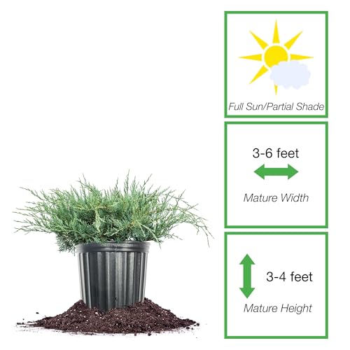 Perfect Plants Grey Owl Juniper 3 Gallon | Evergreen Low Spreading Groundcover Shrub