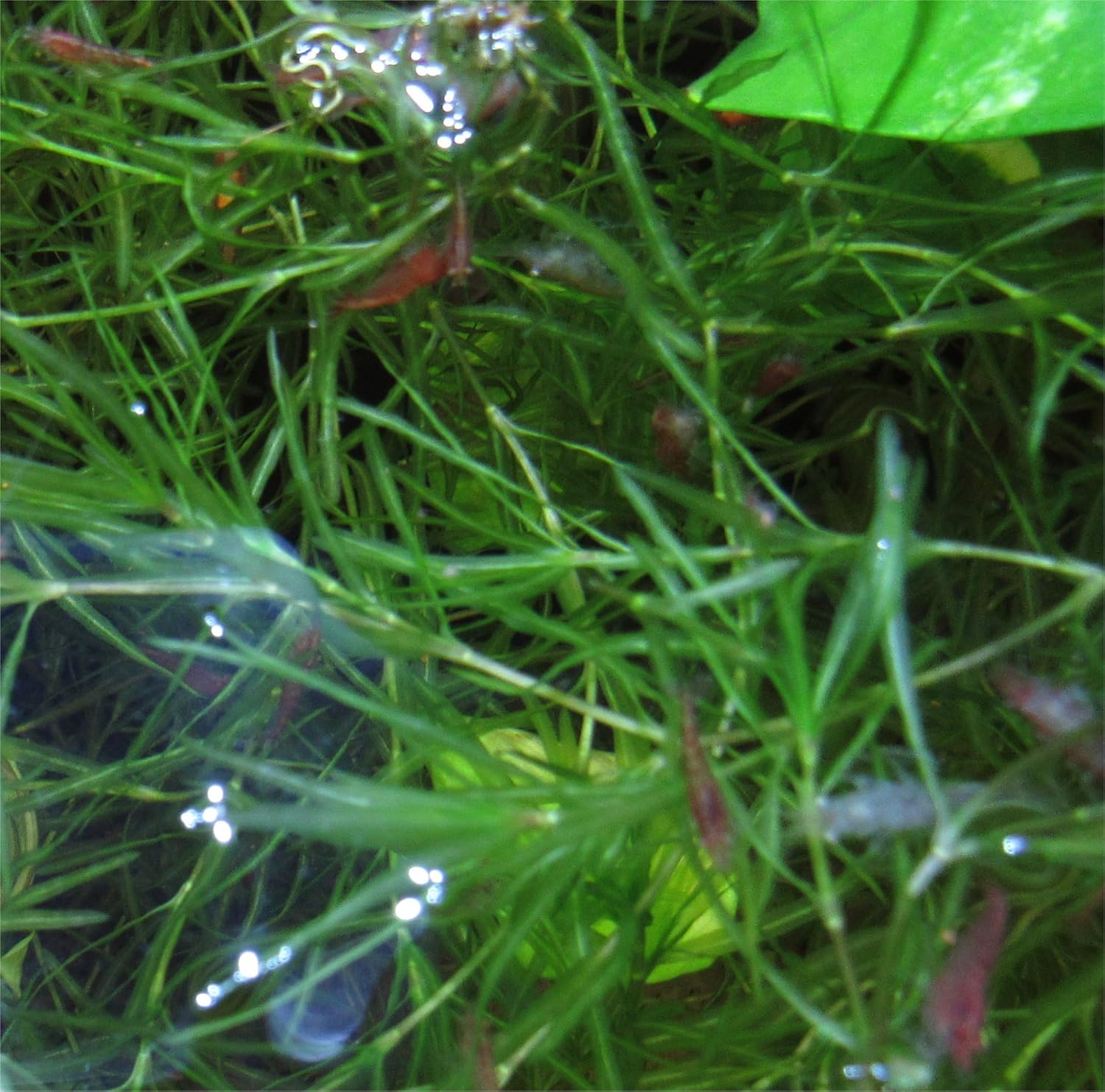 INSTANT SHRIMP COLONY: 12 RED CHERRY SHRIMP Sakura Grade Neocaridina Freshwater Aquarium Shrimp, Live Arrival Guarantee Ships with Feed & Guppy Grass