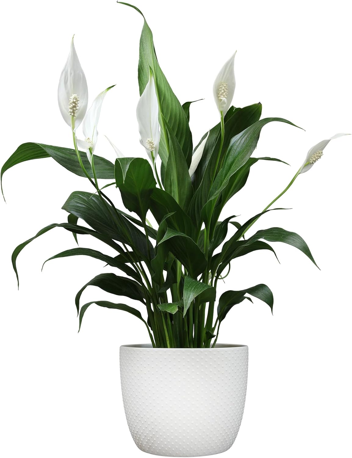 Easy Peace Lily Plant Decor in White 6 Inch Plant Pot, Live Plant Decor & Easy Plant Gift, Live Houseplants, Office Plants & Low Light Live Plants, Popular Live House Plants by Plants for Pets