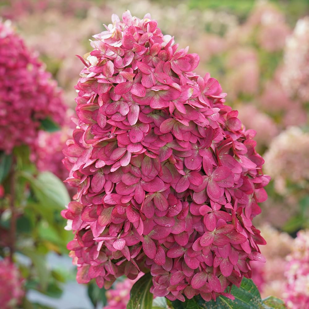 Blooming & Beautiful - Limelight Prime Panicle Hydrangea - 3 Gal - Proven Winners - Green White Cone-Shaped Blooms - Zones 3-8 - Hydrangea paniculata 'SMNHPPH' USPP - 3 Gallon Pot