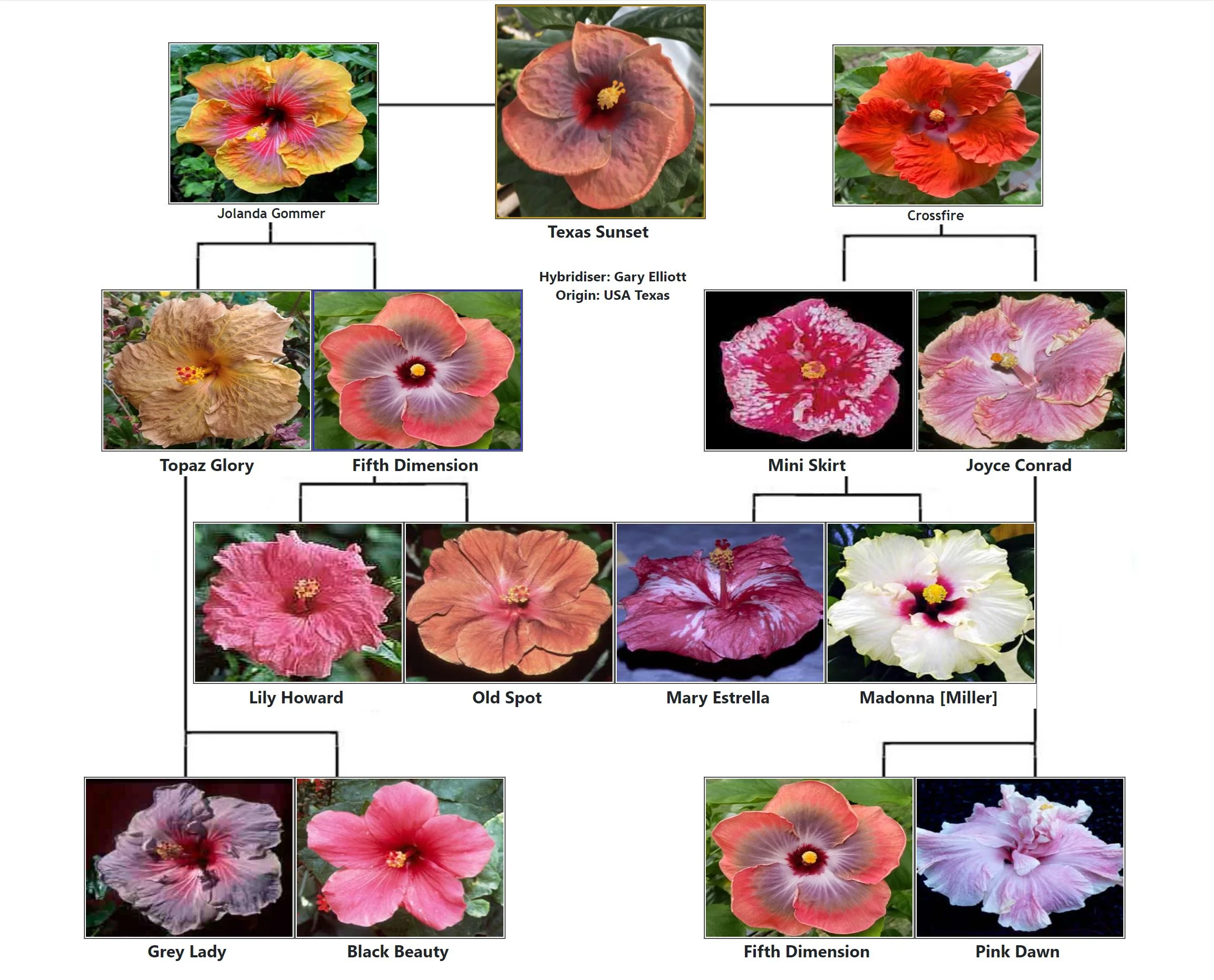 Texas Sunset - Exotic Tropical Hibiscus Live Plant in 4