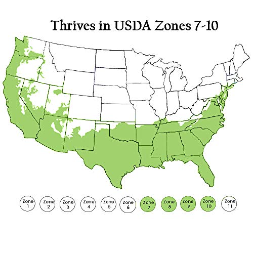 2.25 Gal. Tea Olive Osmanthus