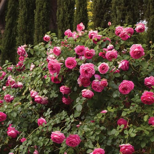 Heirloom Roses Climbing Rose - Pretty in Pink Eden Climber®, Rose Bushes Ready to Plant