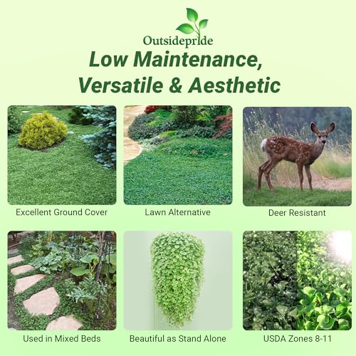 Outsidepride Perennial Dichondra Repens Seeds - 1 lb Dense Green, Low-Maintenance Ground Cover Seeds for Planting, Ideal Lawn Alternative in Sun or Shady Areas & Erosion Control in USDA Zones 8-11