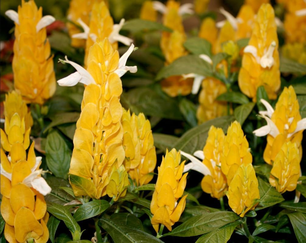 Live Justicia Brandegeeana Plant Yellow Shrimp Plant Shrimp Bush Plant Shrimp Flower Plant 5 Inch Tall, Golden Shrimp Plant Pachystachys Lutea Plant