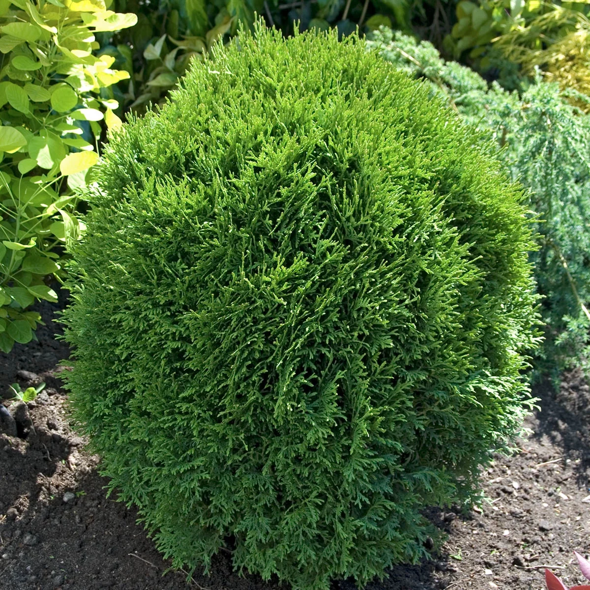 Little Giant Globe Arborvitae Evergreen Shrub, in a 3 gallon pot