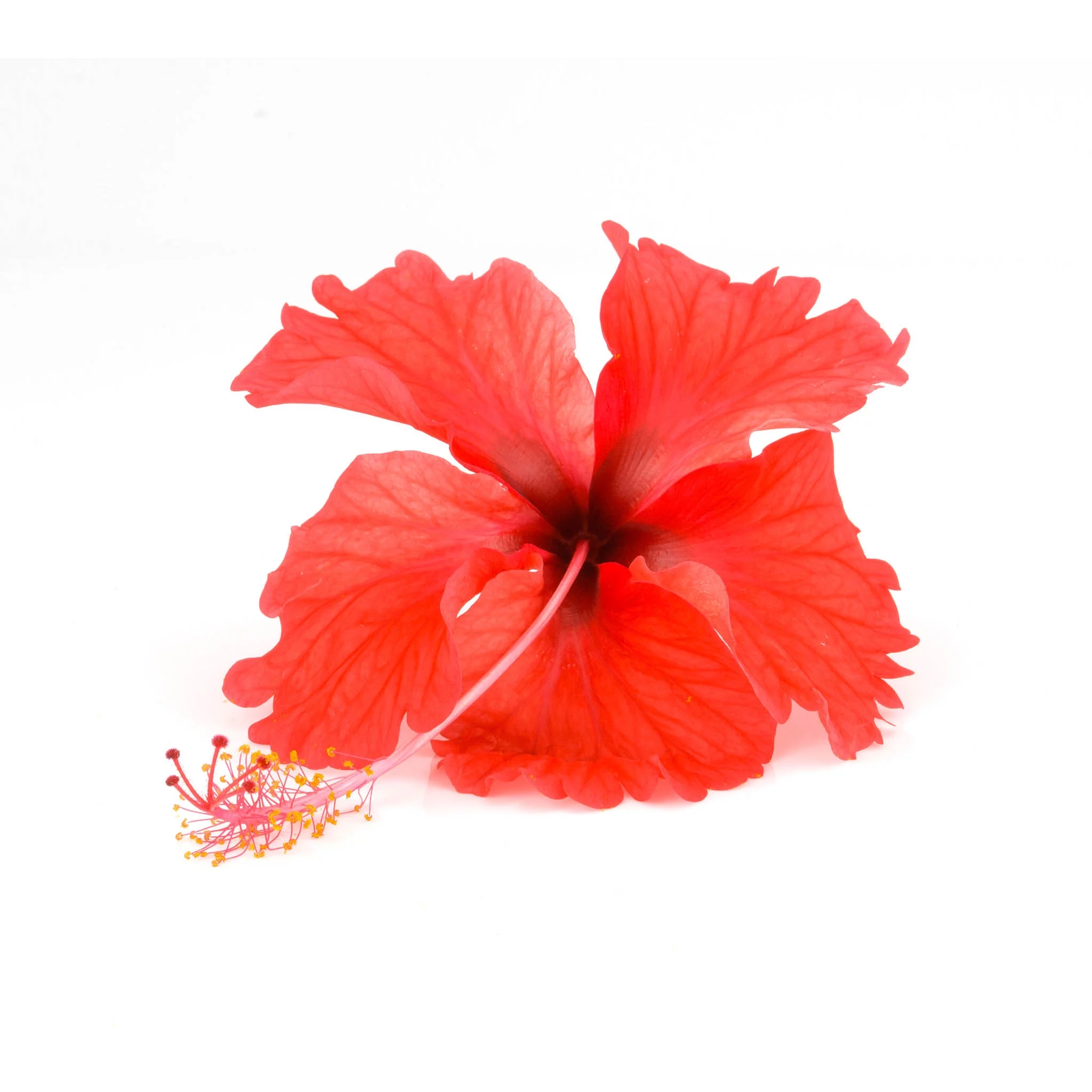 Hibiscus Tea Mega Pack 100 Bags 100% Natural in Resealable Foil Pouch